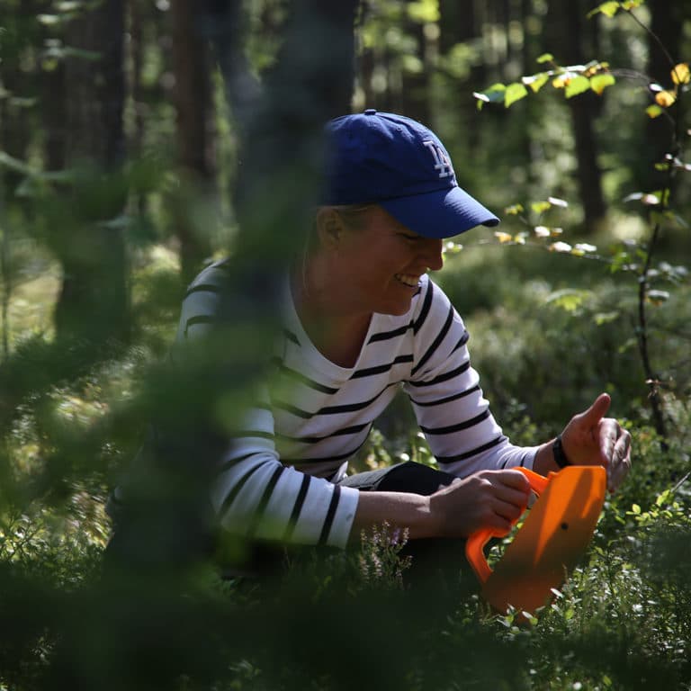 Picking berries